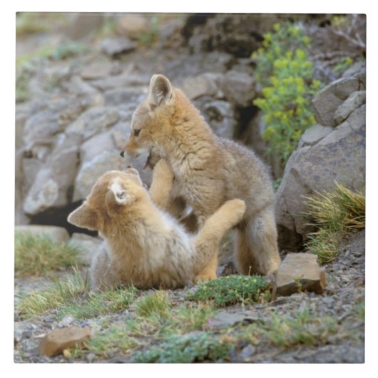 南米グレーキツネ(Lycalopex griseus)ペア2 タイル (正面)