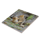 南米グレーキツネ(Lycalopex griseus)ペア2 タイル (側面)