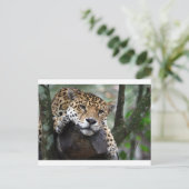 南米ジャガー ポストカード (スタンド正面)