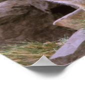 南米灰色狐 (Lycalopex griseus) ペア ポスター (角)