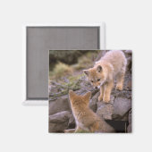 南米灰色狐 (Lycalopex griseus) ペア マグネット (正面/裏面)