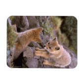南米灰色狐 (Lycalopex griseus) ペア マグネット (横)
