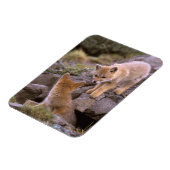 南米灰色狐 (Lycalopex griseus) ペア マグネット (左側)