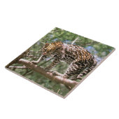 南米、エクアドル、アマゾン。オセロット タイル (側面)