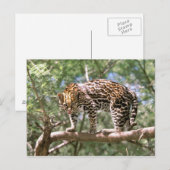 南米、エクアドル、アマゾン。オセロット ポストカード (正面/裏面)