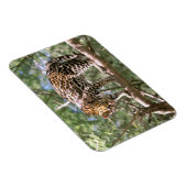 南米、エクアドル、アマゾン。オセロット マグネット (右側)