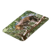 南米、エクアドル、アマゾン。オセロット マグネット (左側)