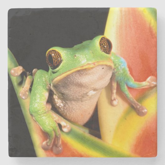 南米、エクアドル、アマゾン。ツリーフロッグ ストーンコースター (正面)
