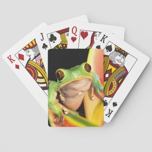 南米、エクアドル、アマゾン。ツリーフロッグ トランプ (裏面)