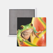南米、エクアドル、アマゾン。ツリーフロッグ マグネット (正面/裏面)