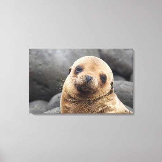 南米、エクアドル、ガラパゴス諸島 キャンバスプリント (正面)