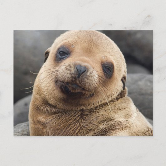 南米、エクアドル、ガラパゴス諸島 ポストカード (正面)