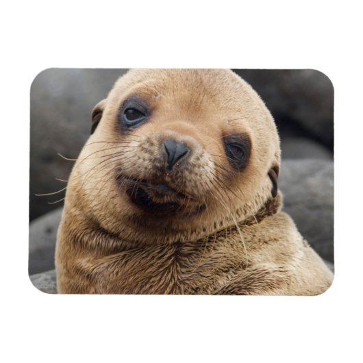 南米、エクアドル、ガラパゴス諸島 マグネット (横)