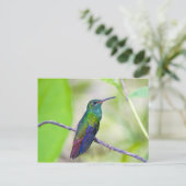 南米、コスタリカ、サラピキ、ラセルバ ポストカード (スタンド正面)