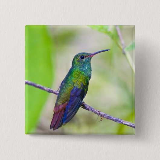 南米、コスタリカ、サラピキ、ラセルバ 缶バッジ (正面)