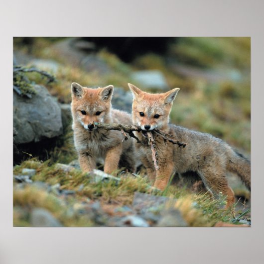 南米、チリ、トレス・デル・ペイン ポスター (正面)