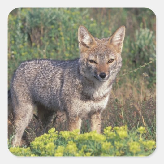 南米、チリ、トレス・デル・ペインNP、 スクエアシール (正面)