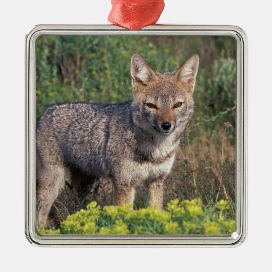 南米、チリ、トレス・デル・ペインNP、 メタルオーナメント (正面)