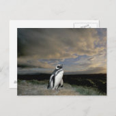 南米、チリ、パタゴニア、マゼランズ ポストカード (正面/裏面)