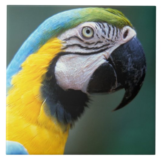 南米、ブラジル、イグアス国立公園 タイル (正面)