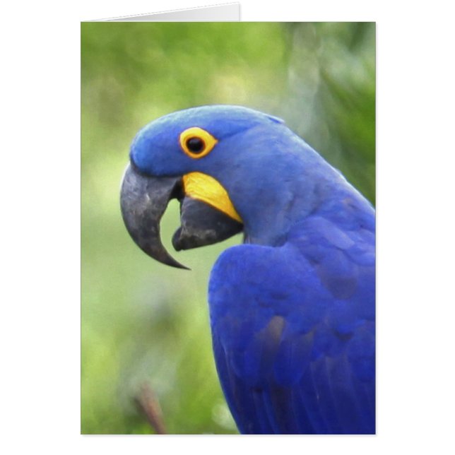 南米、ブラジル、パンタナル (正面)