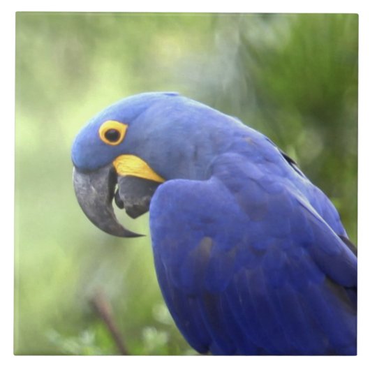 南米、ブラジル、パンタナル タイル (正面)