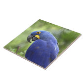 南米、ブラジル、パンタナル タイル (側面)