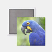 南米、ブラジル、パンタナル マグネット (正面/裏面)