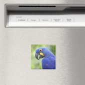 南米、ブラジル、パンタナル マグネット (インサイチュ (食洗機))