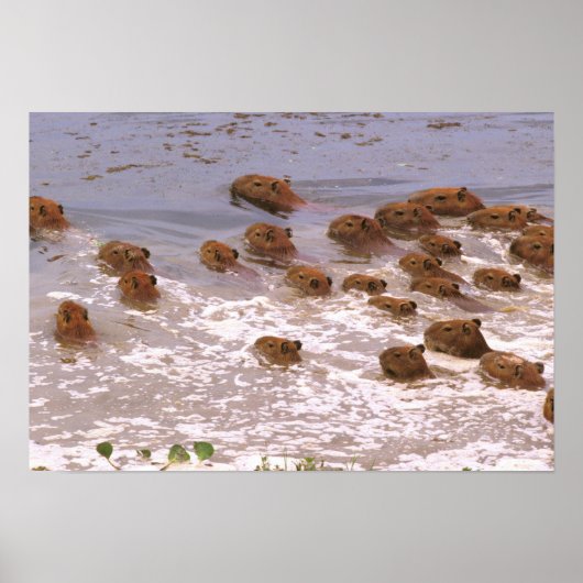 南米、ベネズエラ、ラノ地方。 ポスター (正面)