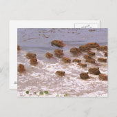 南米、ベネズエラ、ラノ地方。 ポストカード (正面/裏面)