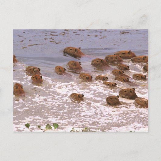 南米、ベネズエラ、ラノ地方。 ポストカード (正面)