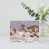 南米、ベネズエラ、ラノ地方。 ポストカード (スタンド正面)