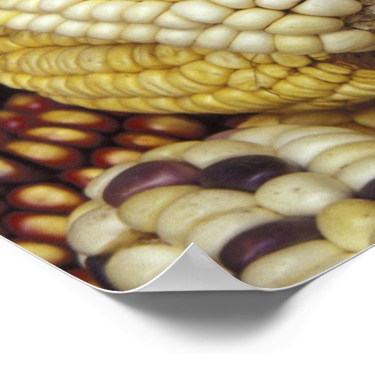 南米、ペルー産トウモロコシ、トウモロコシ ポスター (角)