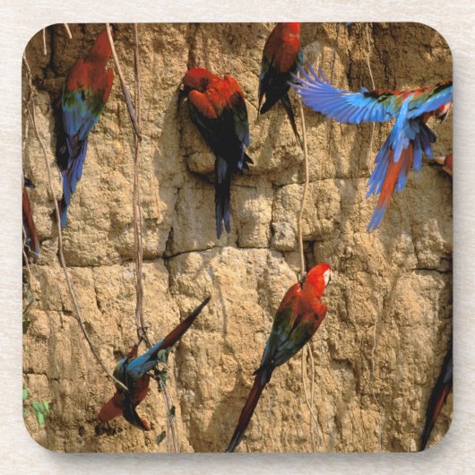 南米、ペルー、マヌ国立公園、 コースター (正面)