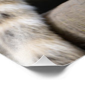 南米Coatiオンブランチ フォトプリント (角)