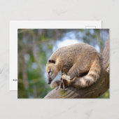 南米Coatiオンブランチ ポストカード (正面/裏面)