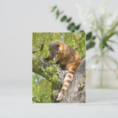 南米Coatiオンブランチ ポストカード (スタンド正面)