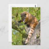 南米Coatiオンブランチ ポストカード (正面/裏面)