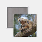 南米Coatiオンブランチ マグネット (正面/裏面)