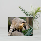 南米Coatiオンブランチ 箔シーズンポストカード (立ち正面)