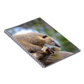 南米Coatiオン分岐ポストカードメタルオルナ ノートブック (右側)