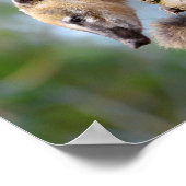 南米Coatiオン分岐ポストカードメタルオルナ ポスター (角)