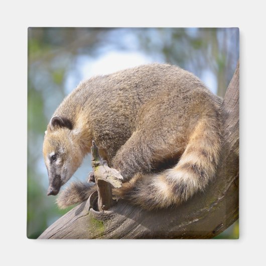 南米Coatiオン分岐ポストカードメタルオルナ マグネット (正面)