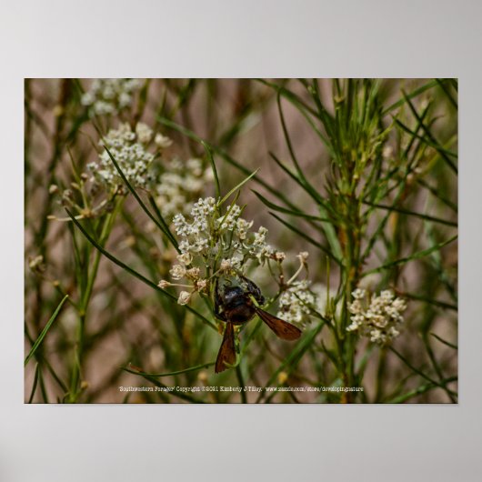 南西フォレガー ポスター (正面)