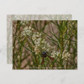 南西フォレガー ポストカード (正面/裏面)