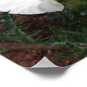 南西部のポピーの写真 ポスター (角)