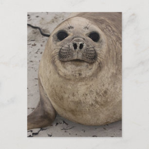 南象シールミロンガレオニナ) ポストカード