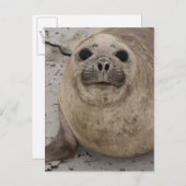 南象シールミロンガレオニナ) ポストカード (正面/裏面)