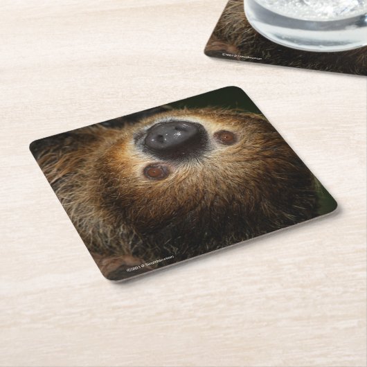 南2つま先で触られた怠惰 スクエアペーパーコースター (アングル)